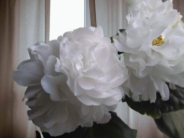 Цветы  фиалки РС - Белый  жемчуг