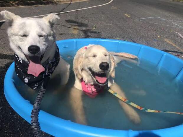 собаки купаются