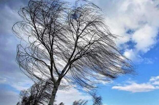В Тамбовской области 10 мая прогнозируется сильный ветер