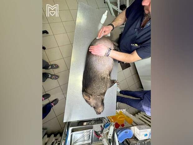 Московские ветеринары помогли минипигу со сломанной лапой