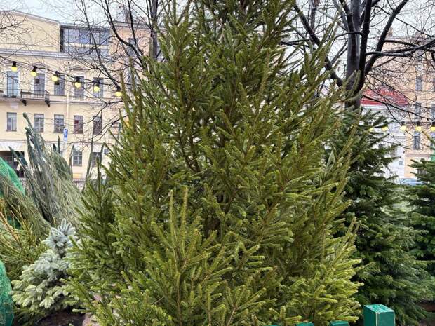 Новогодние ели будут принимать в 15 петербургских районах