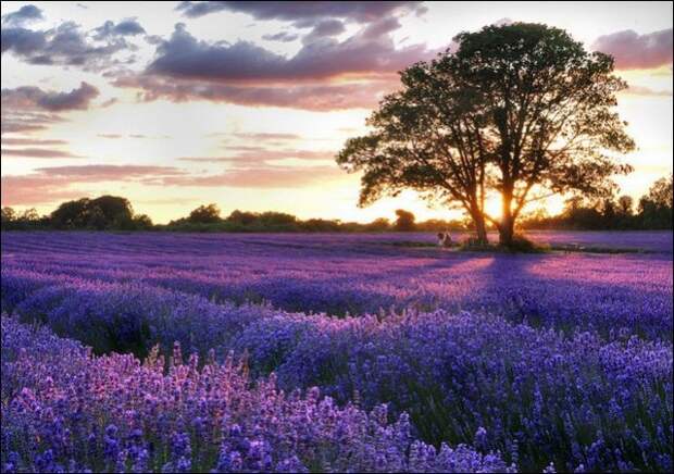 Лавандовые поля под голубым небом Франции. Лавандовые поля под голубым небом Франции.