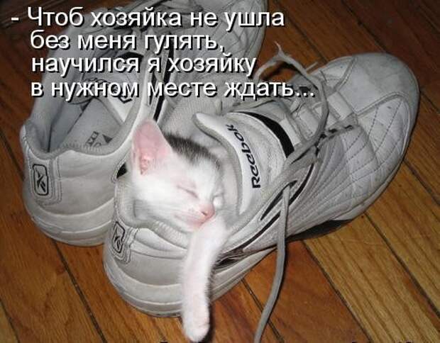 Усатый и хвостатый (котоматрица)