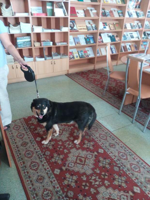 собака в библиотеке