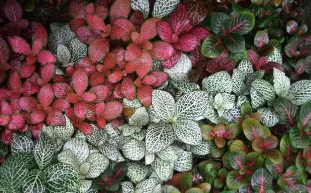 7 красивых тенелюбивых и теневыносливых растений для дома