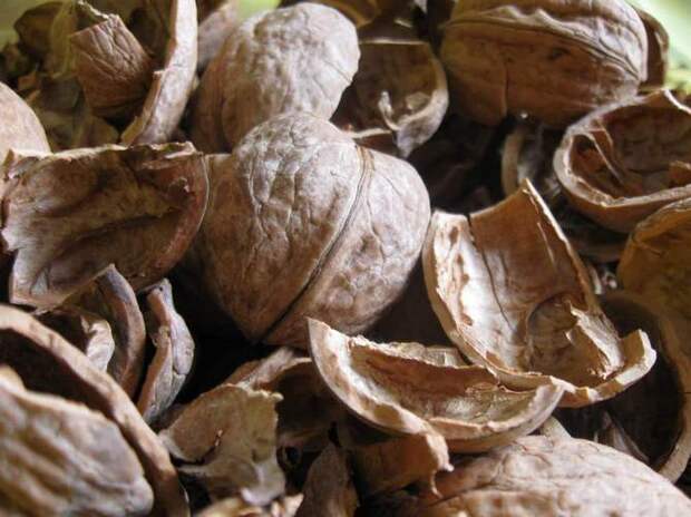 Мульча, состоящая из шелухи тыквенных семечек, арахисовых стручков и скорлупы орехов – это отличное органическое удобрение для овощных грядок.
