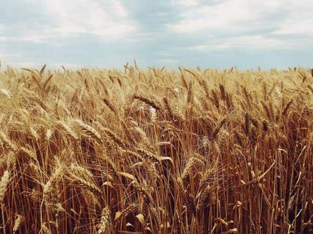 Директор второго департамента стран СНГ МИД Полищук: РФ готова к экспорту зерна, но Запад должен снять санкции