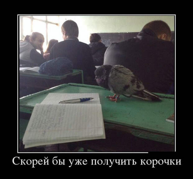 Прикольные и забавные демотиваторы для позитива (10 фото)