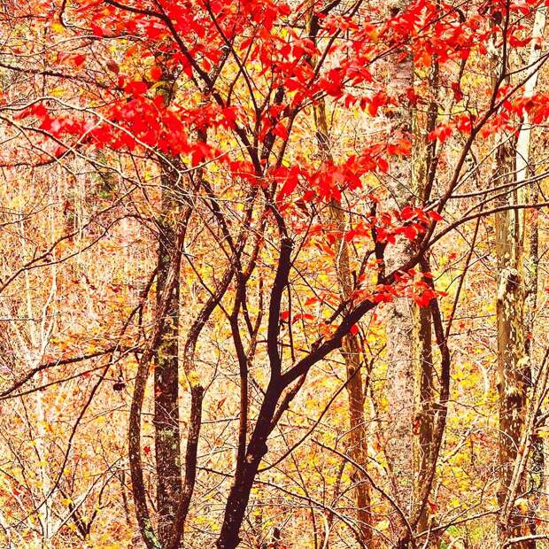 Осенний лес, Теннесси. Автор Кристофер Бёркетт