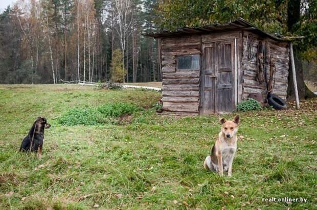 421 800x532 Белорусские отшельники уже 20 лет живут без света, газа и водопровода, но на своей земле