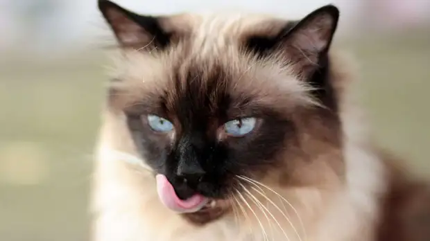 Запад отказывается возвращать украинцам вывезенных домашних животных