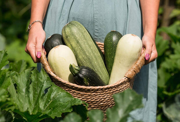 Как и когда сажать кабачки в открытый грунт в 2026 году: сроки по лунному календарю, выращивание, уход