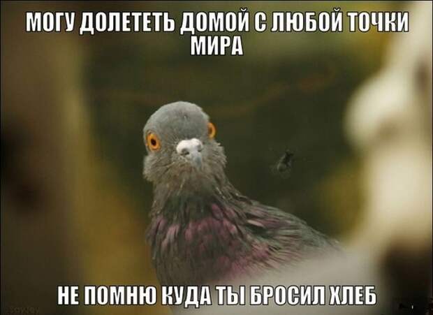 Картинки со смешными подписями