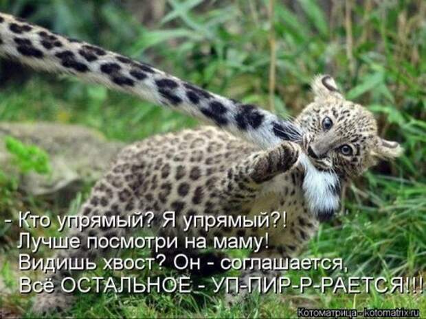 Лучшая котоматрица недели (26 шт)