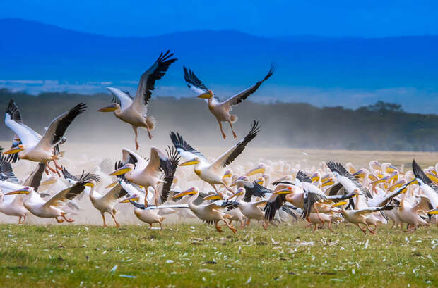 Некоторые виды пеликанов во время сезонных миграций способны покрывать довольно большие расстояния в мире, животные, животный мир, жизнь, интересное, мигрант, мигранты, подборка