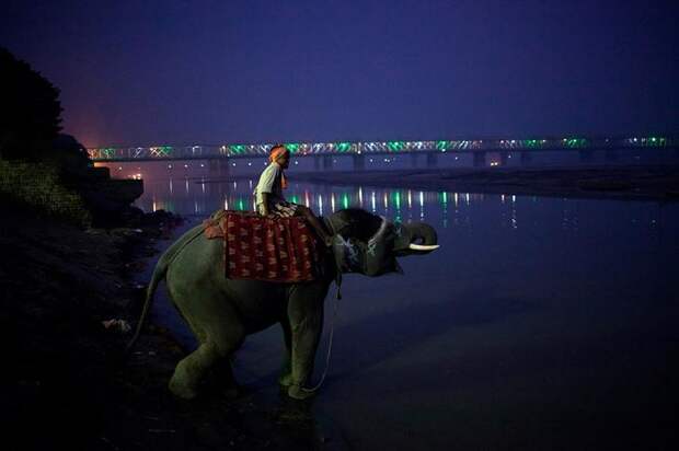 Погонщик сидит на слоне в реке Ганг