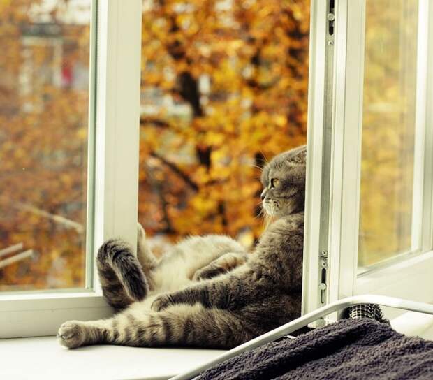 За окном серый кот смотрит на дождь сентябрьский-17 фото-