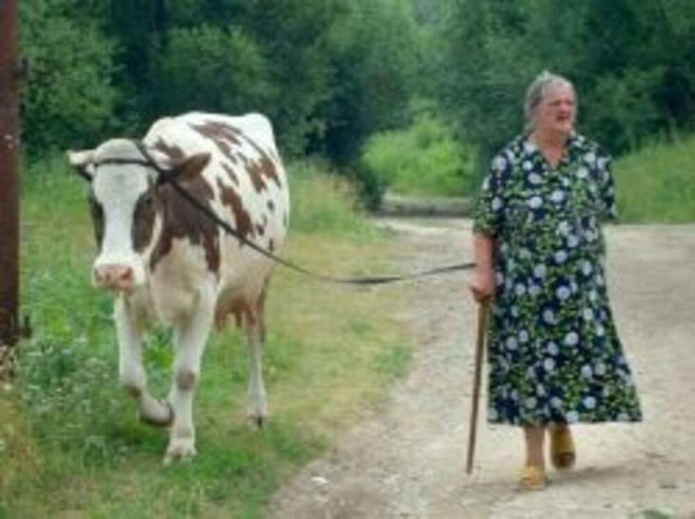 Старушка с коровой. Корова в деревне у бабушки. Коровы в деревне. Коровы в деревне. Бабушка с коровой.