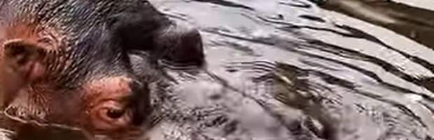 Всемирный день бегемота отмечают в зоопарке Алматы