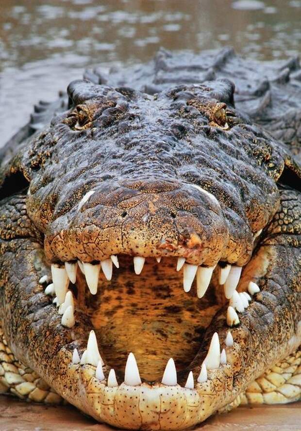 Чтобы пережить отсутствие пищи и засуху, некоторые виды крокодилов впадают в спячку. При этом у них замедляется обмен веществ и робота всех жизненно важных органов. В таком состоянии крокодил может прожить около 2 лет. аллигатор, интересное, крокодил, природа, факты, фауна