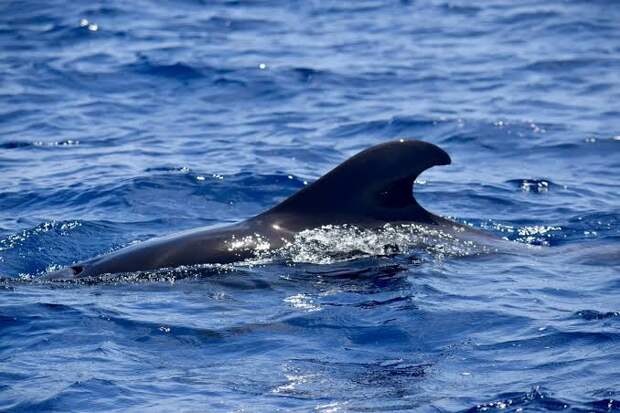 Interesting Facts About Pilot Whales