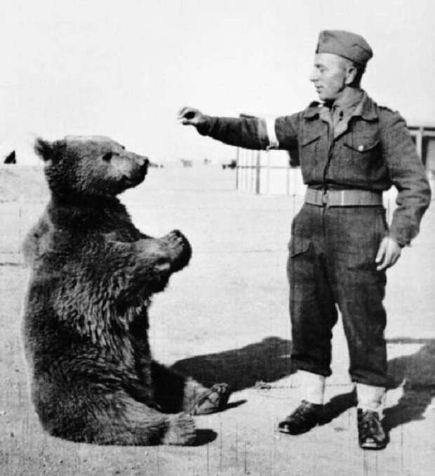 Неизвестные помощники: 6 случаев, когда представители животного мира участвовали в войнах