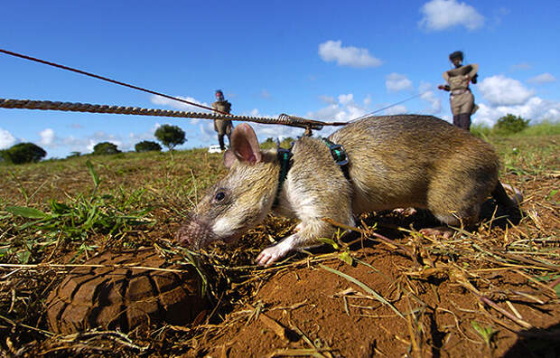 Гамбийские сумчатые крысы обладают прекрасным обонянием, что позволяет использовать их для поиска мин.