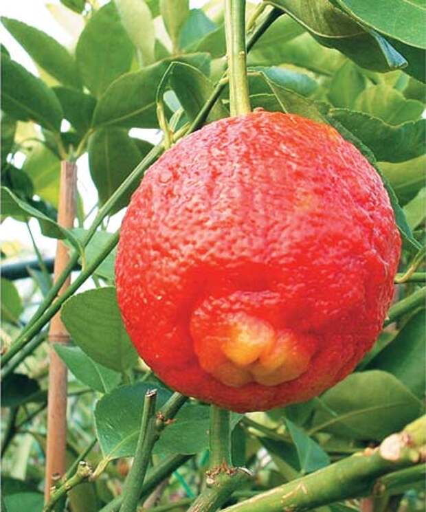 Citrus-Santa-Barbara(red-lime).jpg
