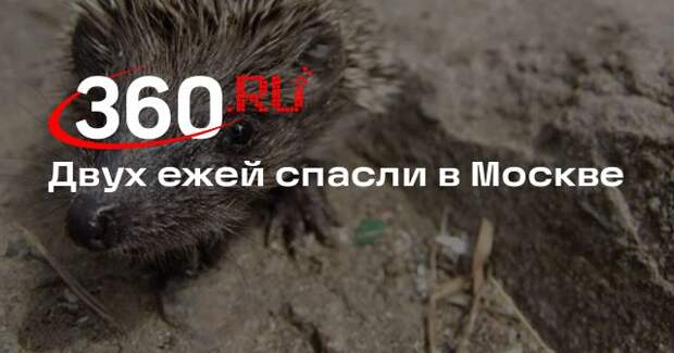 Московский зоопарк спас двух ежей и выпустил в природную среду