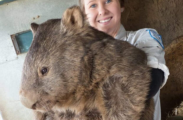 Patrick the Wombat