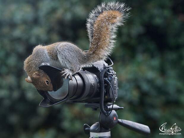 CuriousSquirrels20 Любопытные белки в кадре британского фотографа