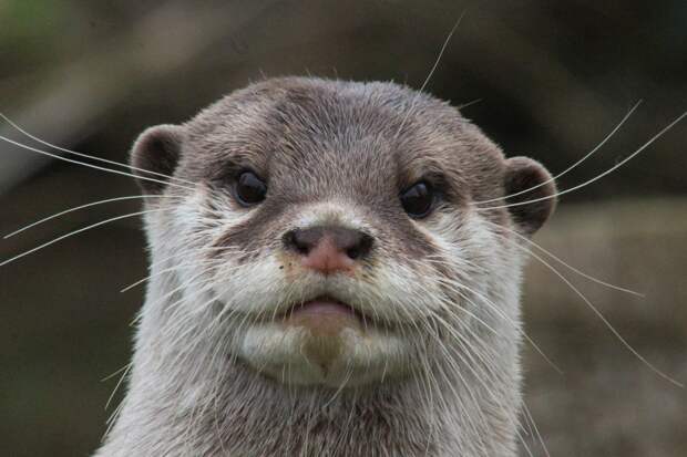 Дрессированная выдра помогла полиции в поисках пропавшей женщины