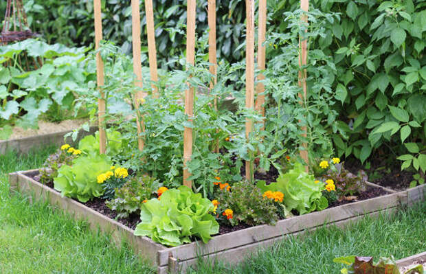 Солнечные оттенки в огороде: растения в желтой и оранжевой гамме
