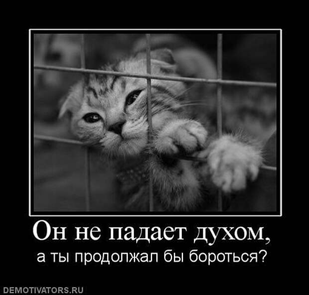 воля