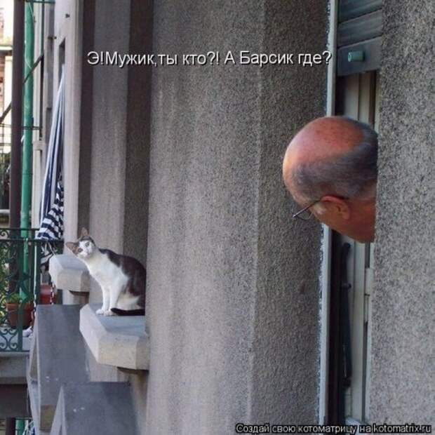 Пятничная котоматрица