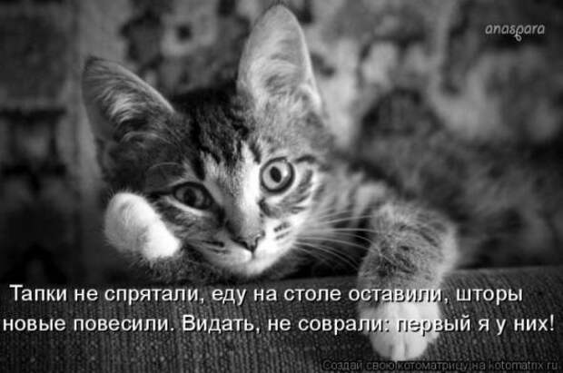 Котоматрицы(картинки с надписями)