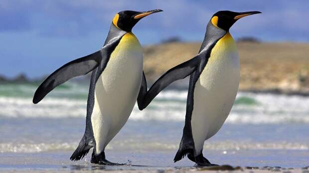 Пингвины держатся за руки