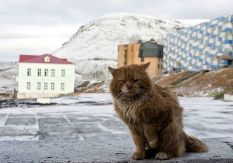 Кеша — единственный кот, которому повезло жить на норвежском архипелаге Шпицберген