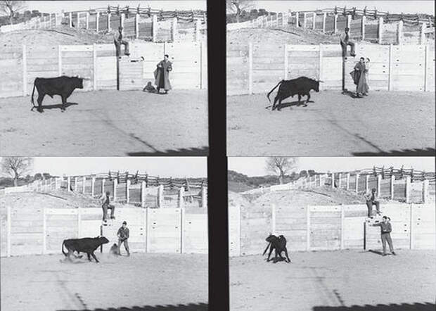 Картинки по запросу Дистанционное управление быком Йельского университета Хосе Дельгадо