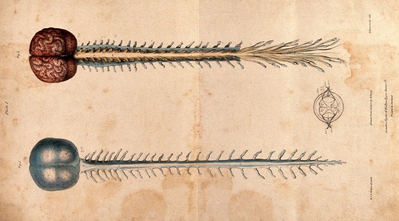 Картинка дня: центральная нервная система образца 1839 года
