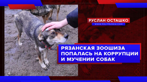 Рязанская зоошиза попалась на коррупции и мучении собак