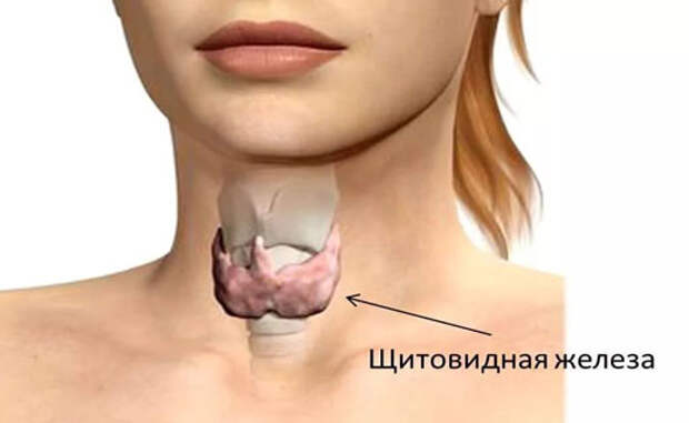 Рецепты для лечения щитовидки: вот что посоветовала сестре целительница