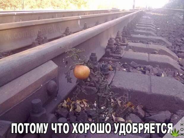 Картинки с надписями для веселья (11 фото) Картинки с надписями для веселья (11 фото)