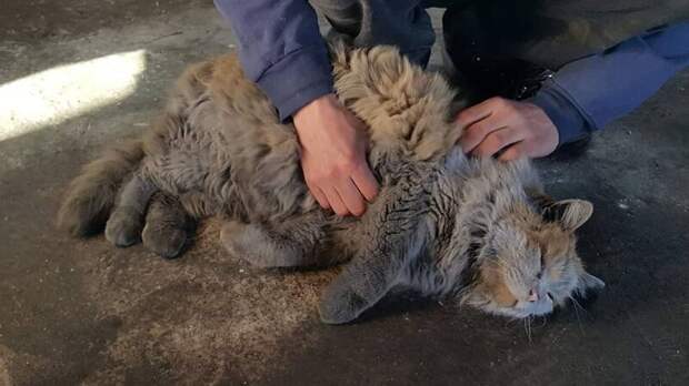 Но погладить её удаётся только тогда, когда она сама позволит это сделать животные, кошка, красота, музей, окрас, природный цвет