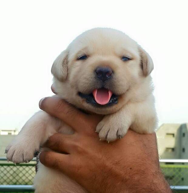 Baby Labrador