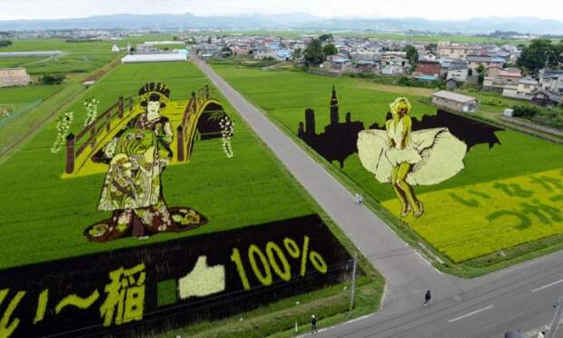 Рисовые поля в Японии выглядят вполне обычно. Но вот что будет, когда рис взрастет