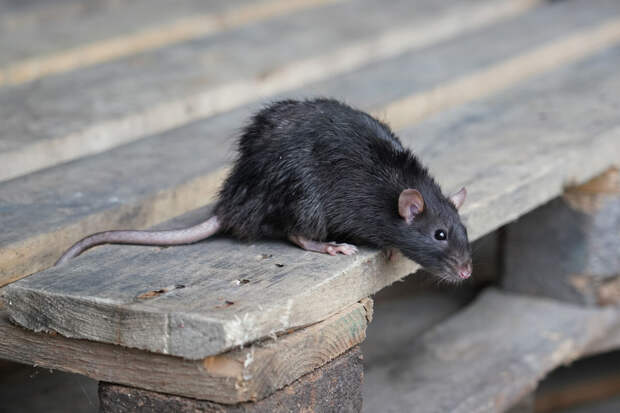 В Озерске госпитализировали пенсионерку, которая развела в квартире полчища крыс