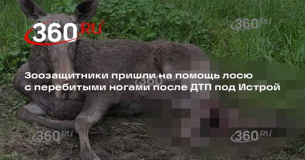 Зоозащитники призвали помочь сбитому машиной лосю со сломанными ногами в Истре