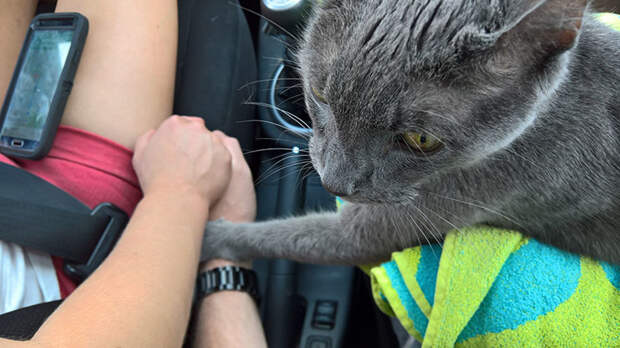 Умирающий кот держал своих владельцев за руку, когда его везли усыплять животные, истории, кошки, трогательно