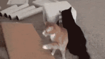 GIF-доказательство, что коты - чертовски весёлые ребята GIF коты юмор